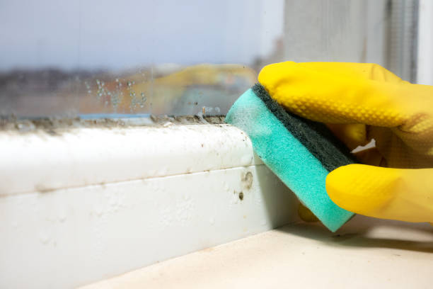 Best DIY Mold Remediation in Edwardsville, KS